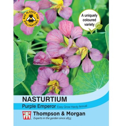 Nasturtium Purple Emperor