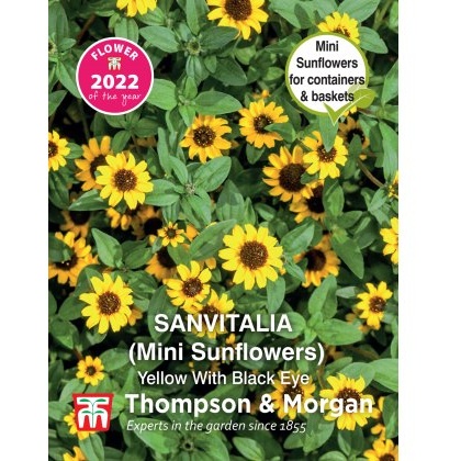 Sanvitalia procumbens Yellow With Black Eye