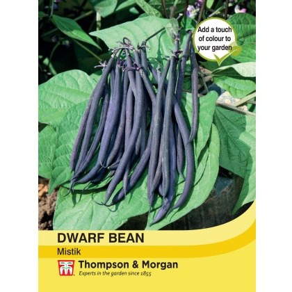 Dwarf Bean Mistik