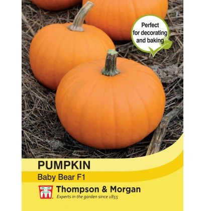 Pumpkin Baby Bear F1