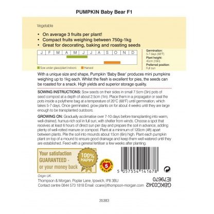 Pumpkin Baby Bear F1
