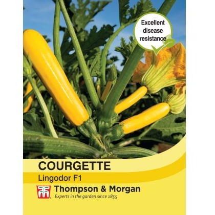 Courgette Lingodor F1