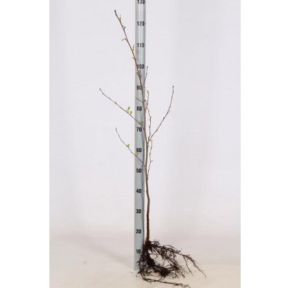 BARE-ROOT HEDGING Alnus glutinosa (5 Plants) 60/80 1+1 BARE-ROOT HEDGING Alnus glutinosa (5 Plants) 60/80 1+1
