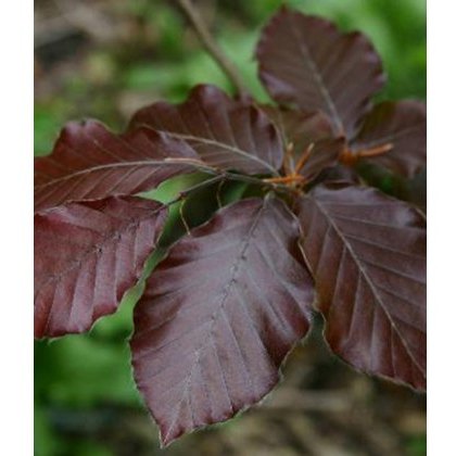 BARE-ROOT HEDGING Fagus Atropurpurea (5 Plants) 40-60cm BARE-ROOT HEDGING Fagus Atropurpurea (5 Plants) 40-60cm