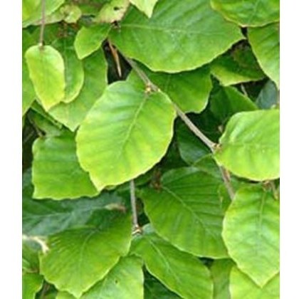 BARE-ROOT HEDGING Fagus sylvatica (10 Plants) 60/80 1+2 BARE-ROOT HEDGING Fagus sylvatica (10 Plants) 60/80 1+2