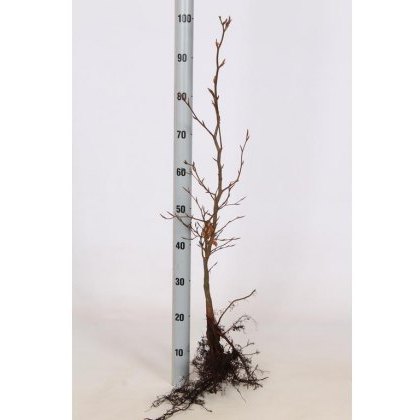 BARE-ROOT HEDGING Fagus sylvatica (10 Plants) 60/80 1+2 BARE-ROOT HEDGING Fagus sylvatica (10 Plants) 60/80 1+2