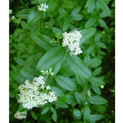 BARE-ROOT HEDGING Ligustrum ovalifolium (10 Plants) 60/90 0+2 2Stem BARE-ROOT HEDGING Ligustrum ovalifolium (10 Plants) 60/90 0+2 2Stem
