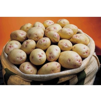 SEED POTATO - MAIN CROP Cara - 2.5kg SEED POTATO - MAIN CROP Cara - 2.5kg
