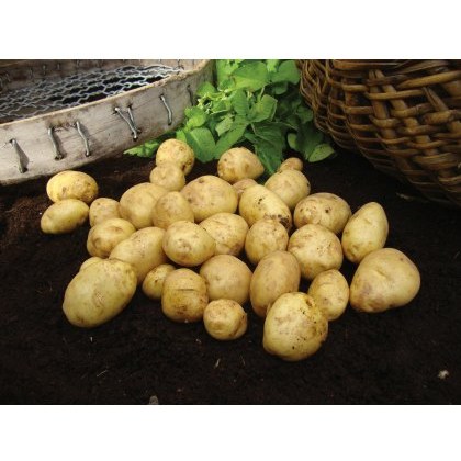 SEED POTATO - FIRST EARLY Duke of York - 2.5kg SEED POTATO - FIRST EARLY Duke of York - 2.5kg