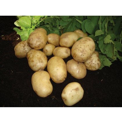 SEED POTATO - FIRST EARLY Foremost - 2.5kg SEED POTATO - FIRST EARLY Foremost - 2.5kg
