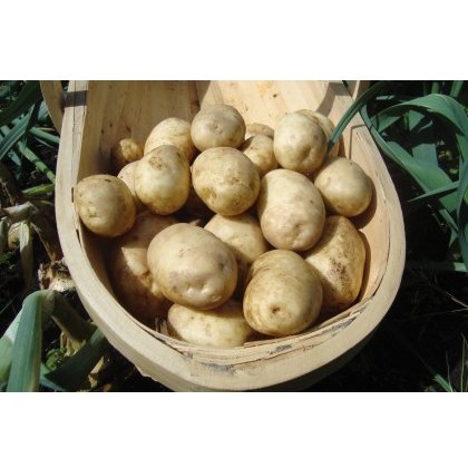SEED POTATO - FIRST EARLY Maris Bard - 2.5kg SEED POTATO - FIRST EARLY Maris Bard - 2.5kg