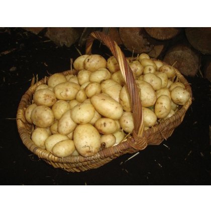 SEED POTATO - SECOND EARLY Maris Peer - 2.5kg SEED POTATO - SECOND EARLY Maris Peer - 2.5kg