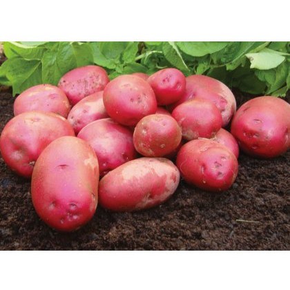SEED POTATO - FIRST EARLY Red Duke of York - 2.5kg SEED POTATO - FIRST EARLY Red Duke of York - 2.5kg