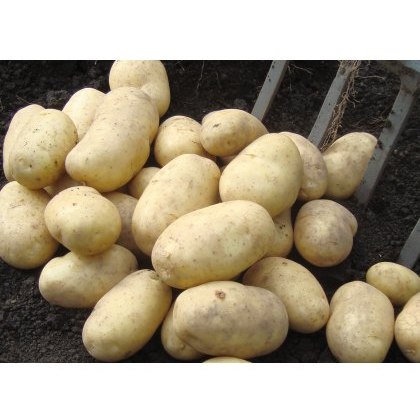 SEED POTATO - SECOND EARLY Wilja - 2.5kg SEED POTATO - SECOND EARLY Wilja - 2.5kg