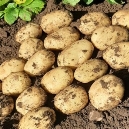 SEED POTATO - MAIN CROP Marvel - 2.5kg SEED POTATO - MAIN CROP Marvel - 2.5kg