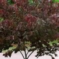 Cercis canadensis Forest Pansy 4L Cercis canadensis Forest Pansy 4L