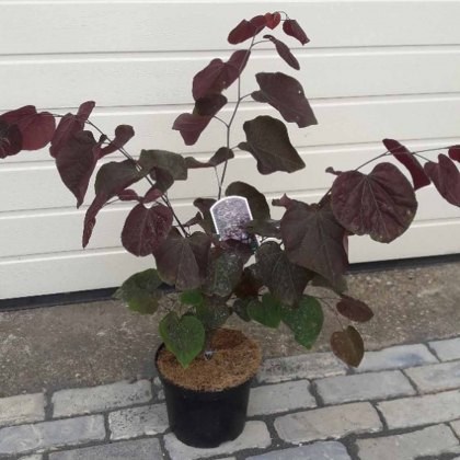 Cercis canadensis Forest Pansy 4L Cercis canadensis Forest Pansy 4L