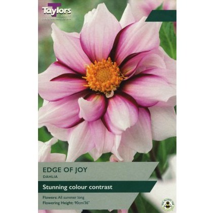 TAYLORS Dahlia Edge Of Joy