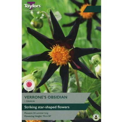 TAYLORS Dahlia Verrones Obsidian