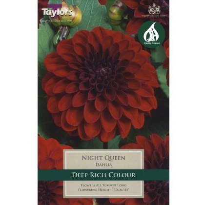 TAYLORS Dahlia Night Queen