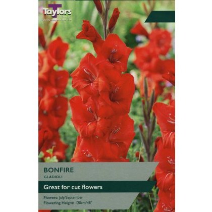 TAYLORS Gladioli Bonfire