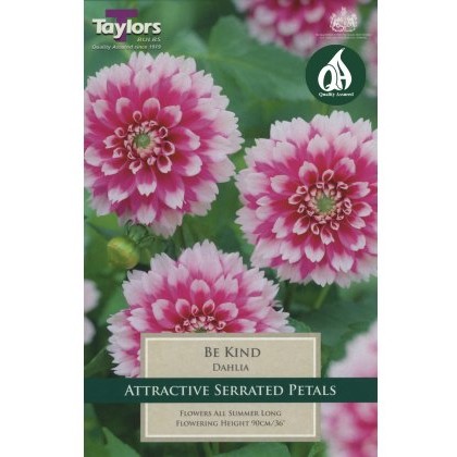 TAYLORS Dahlia Be Kind