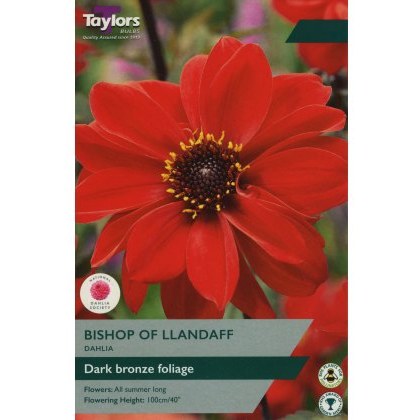 TAYLORS Dahlia Bishop Of Llandaff