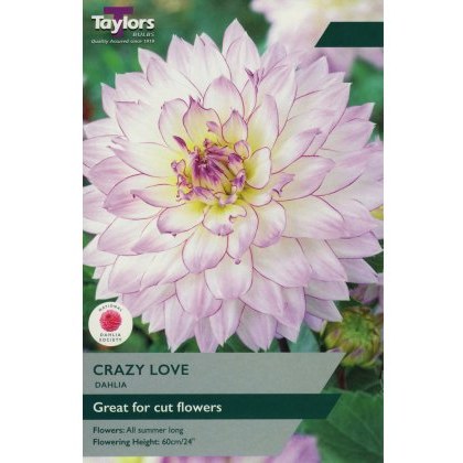 TAYLORS Dahlia Crazy Love