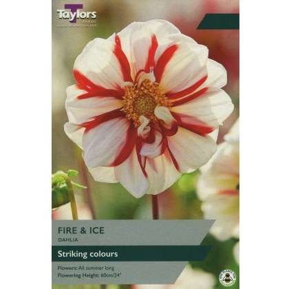 TAYLORS Dahlia Fire & Ice