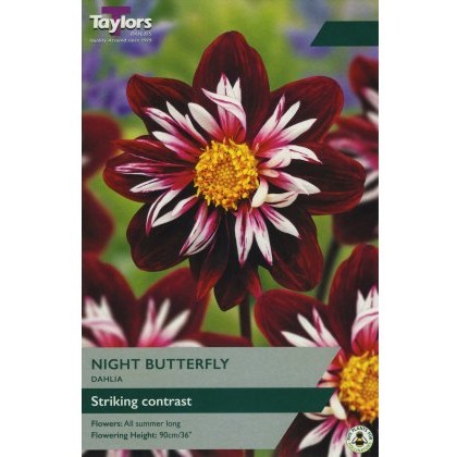 TAYLORS Dahlia Night Butterfly