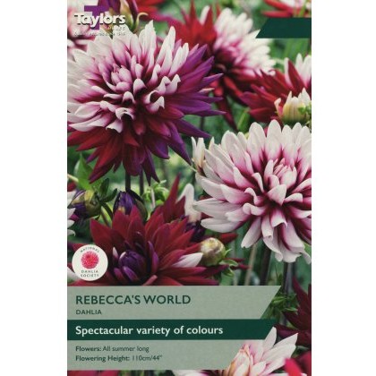 TAYLORS Dahlia Rebeccas World