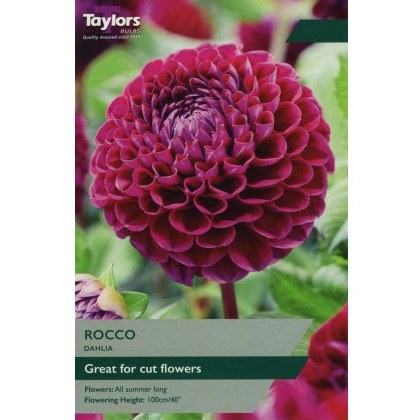 TAYLORS Dahlia Rococo