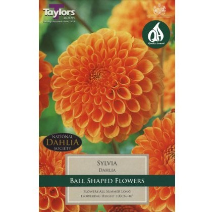 TAYLORS Dahlia Sylvia