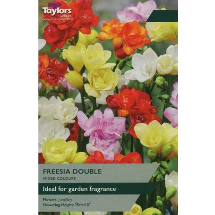 TAYLORS Freesias Double