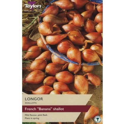 SHALLOT - FRENCH Longor SHALLOT - FRENCH Longor