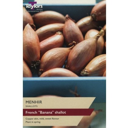 SHALLOT - FRENCH Mehnir SHALLOT - FRENCH Mehnir