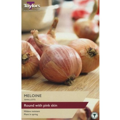 SHALLOT - FRENCH Meloine SHALLOT - FRENCH Meloine