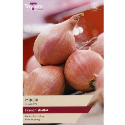 SHALLOT - FRENCH Mikor SHALLOT - FRENCH Mikor