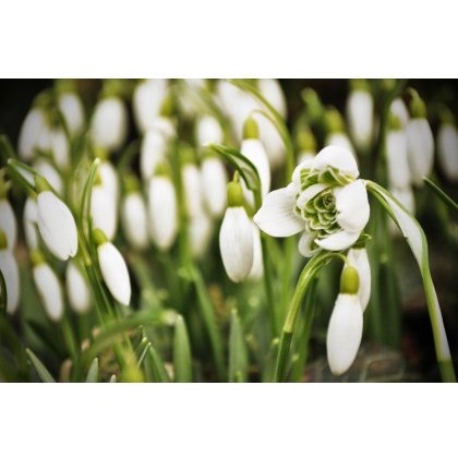 POTTED SPRING BULB Galanthus nivalis flore pleno 9cm POTTED SPRING BULB Galanthus nivalis flore pleno 9cm
