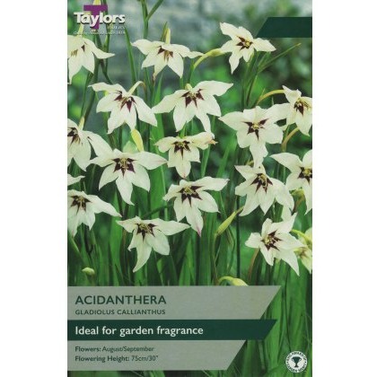 TAYLORS Gladiolus Callianthus (Acidanthera)