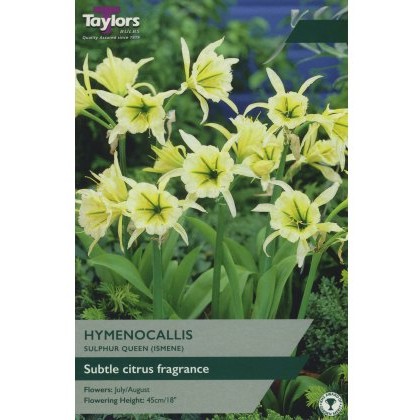 TAYLORS Hymenocallis Sulphur Queen