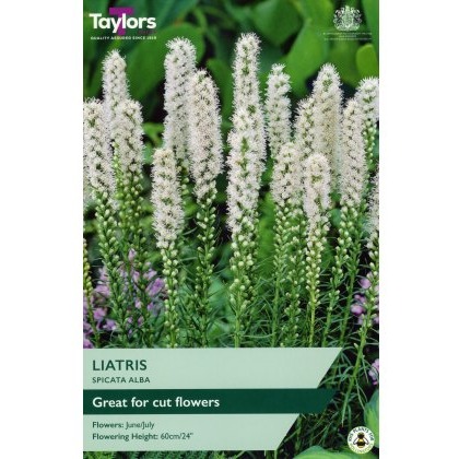 TAYLORS Liatris Alba (White Blazing Star)