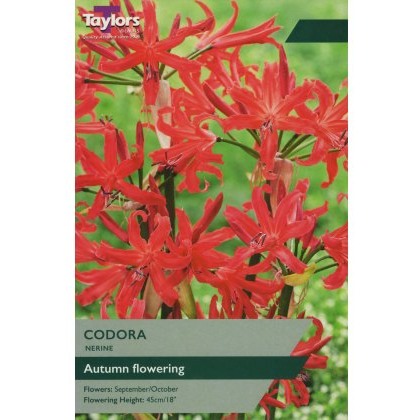 TAYLORS Nerine Codora