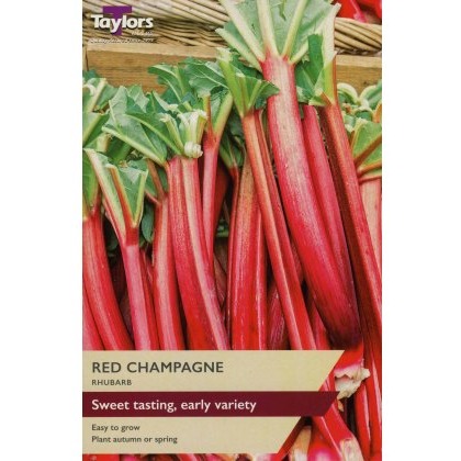 RHUBARB Red Champagne RHUBARB Red Champagne