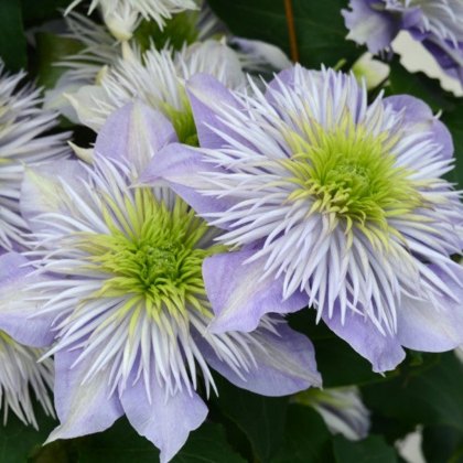 Clematis