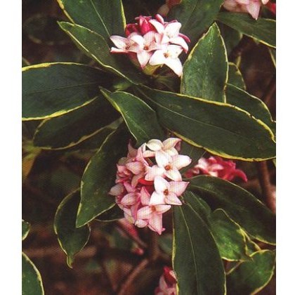 Daphne odora Aureomarginata 2L Daphne odora Aureomarginata 2L