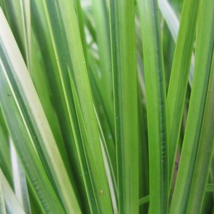 MARGINAL - Acorus gramineus Ogon 1L MARGINAL - Acorus gramineus Ogon 1L