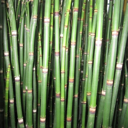 MARGINAL - Equisetum hyemale 1L MARGINAL - Equisetum hyemale 1L