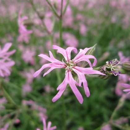 MARGINAL - Lychnis flos-cuculi 1L MARGINAL - Lychnis flos-cuculi 1L