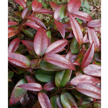 Leucothoe Carinella 2L Leucothoe Carinella 2L